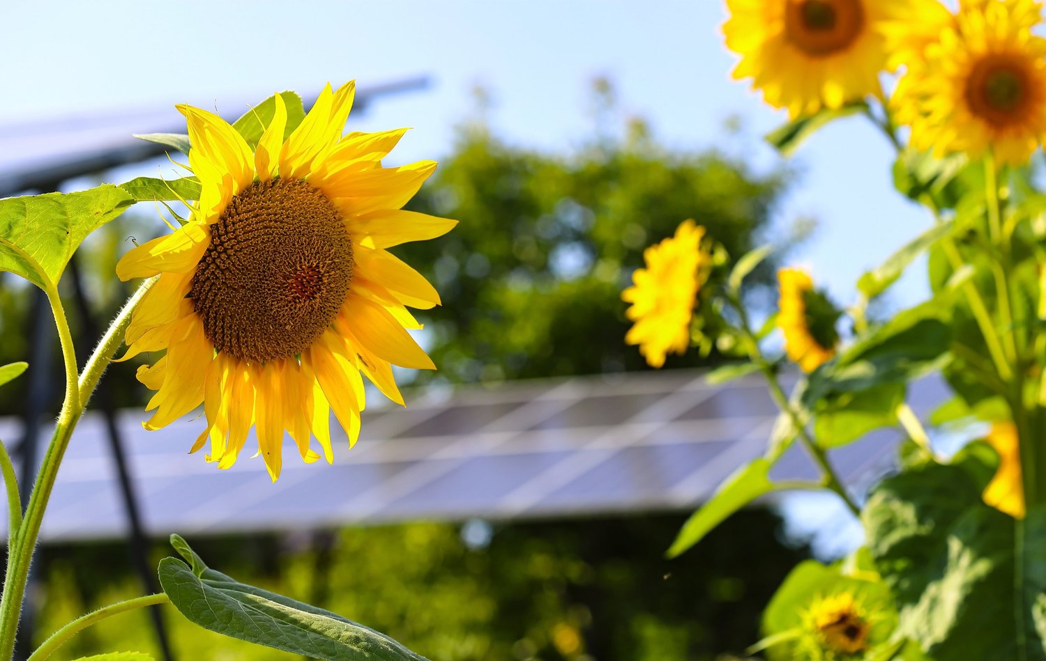 Solar panels in a sunny field